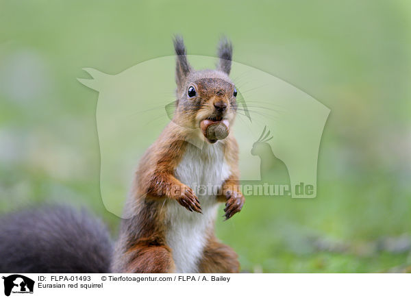 Europisches Eichhrnchen / Eurasian red squirrel / FLPA-01493