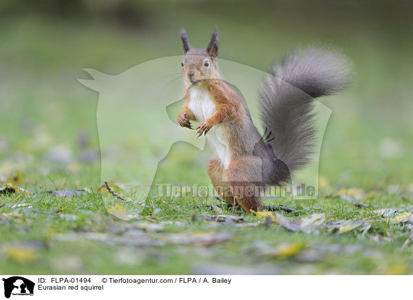 Eurasian red squirrel / FLPA-01494