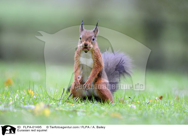 Eurasian red squirrel / FLPA-01495