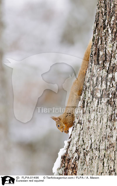 Europisches Eichhrnchen / Eurasian red squirrel / FLPA-01496