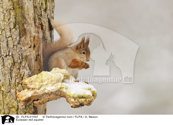 Europisches Eichhrnchen / Eurasian red squirrel / FLPA-01497