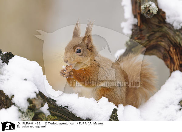 Europisches Eichhrnchen / Eurasian red squirrel / FLPA-01499