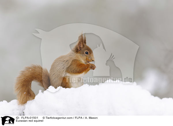 Europisches Eichhrnchen / Eurasian red squirrel / FLPA-01501
