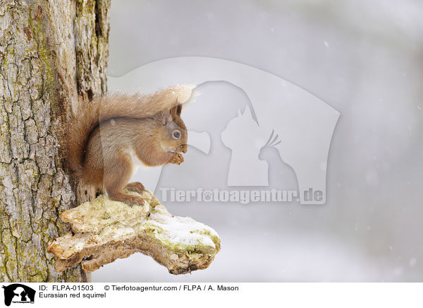 Europisches Eichhrnchen / Eurasian red squirrel / FLPA-01503