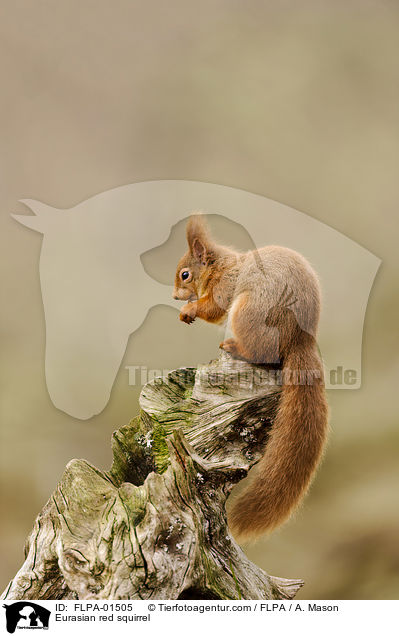 Europisches Eichhrnchen / Eurasian red squirrel / FLPA-01505