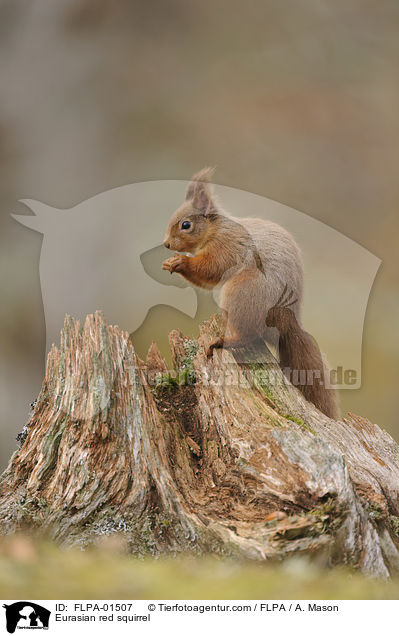 Europisches Eichhrnchen / Eurasian red squirrel / FLPA-01507