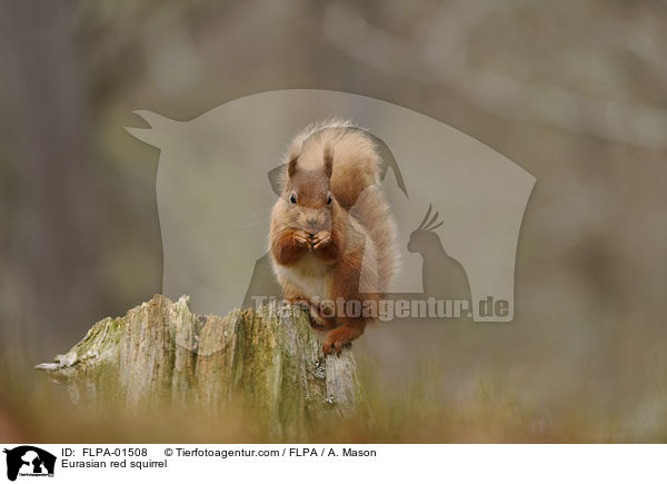 Europisches Eichhrnchen / Eurasian red squirrel / FLPA-01508