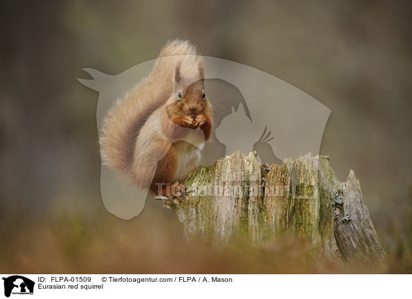 Europisches Eichhrnchen / Eurasian red squirrel / FLPA-01509