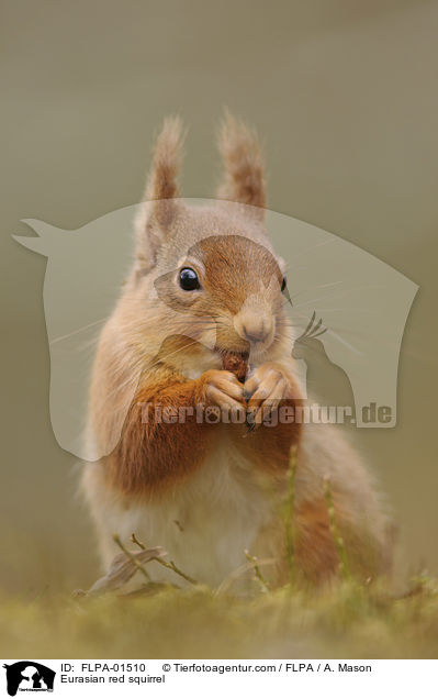 Europisches Eichhrnchen / Eurasian red squirrel / FLPA-01510