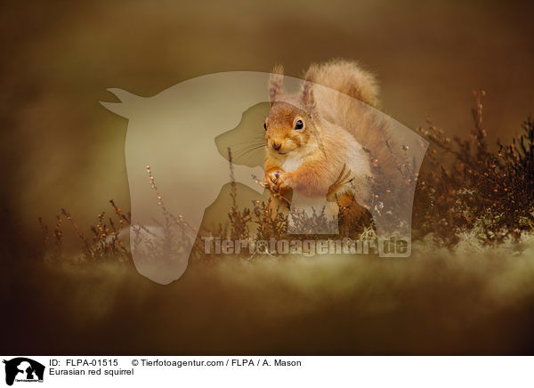 Europisches Eichhrnchen / Eurasian red squirrel / FLPA-01515