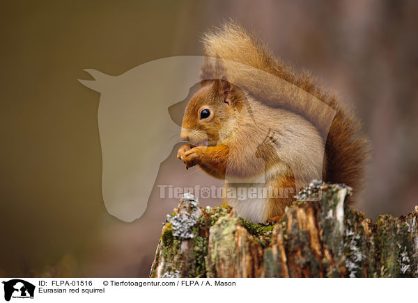 Eurasian red squirrel / FLPA-01516