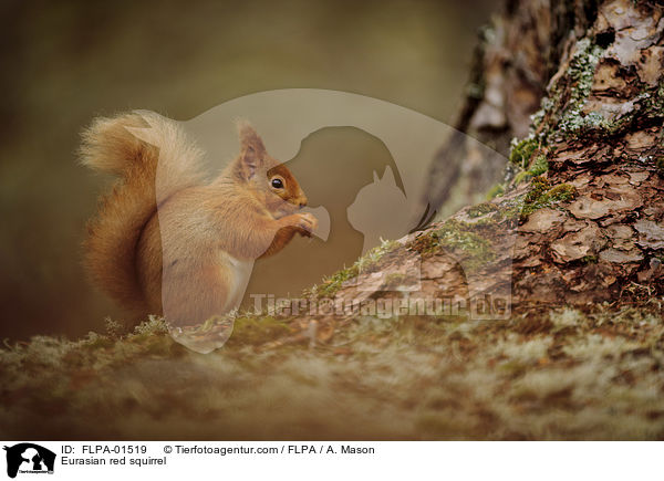 Europisches Eichhrnchen / Eurasian red squirrel / FLPA-01519