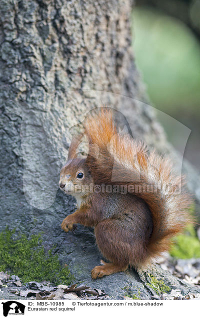 Eurasian red squirrel / MBS-10985