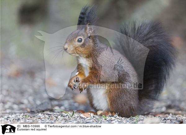 Eurasian red squirrel / MBS-10986
