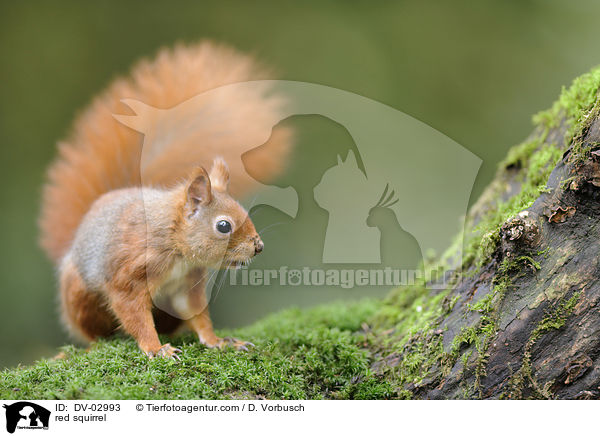 red squirrel / DV-02993
