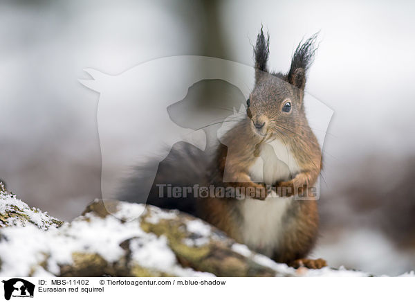 Eurasian red squirrel / MBS-11402