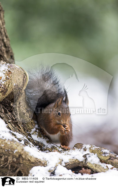 Europisches Eichhrnchen / Eurasian red squirrel / MBS-11409
