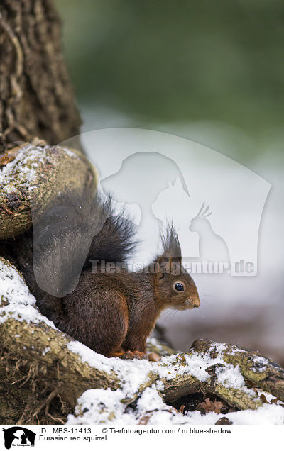 Europisches Eichhrnchen / Eurasian red squirrel / MBS-11413