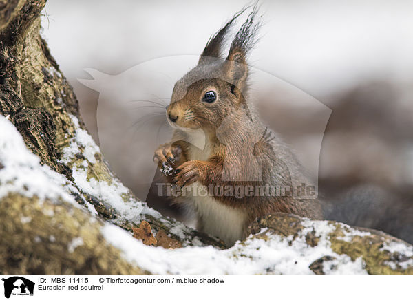 Eurasian red squirrel / MBS-11415