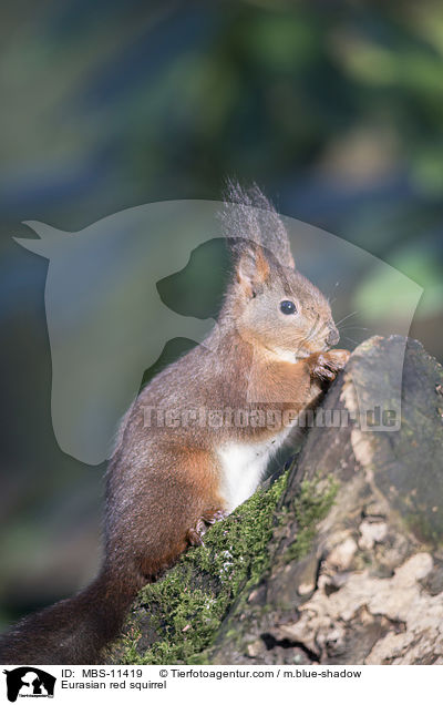 Europisches Eichhrnchen / Eurasian red squirrel / MBS-11419