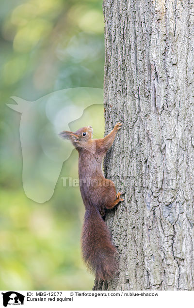 Eurasian red squirrel / MBS-12077