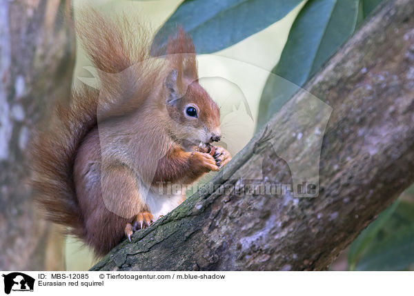 Eurasian red squirrel / MBS-12085
