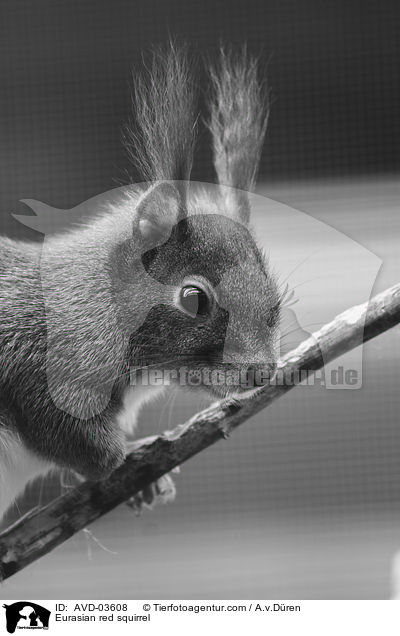 Europisches Eichhrnchen / Eurasian red squirrel / AVD-03608