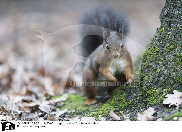 Eurasian red squirrel / MBS-12755