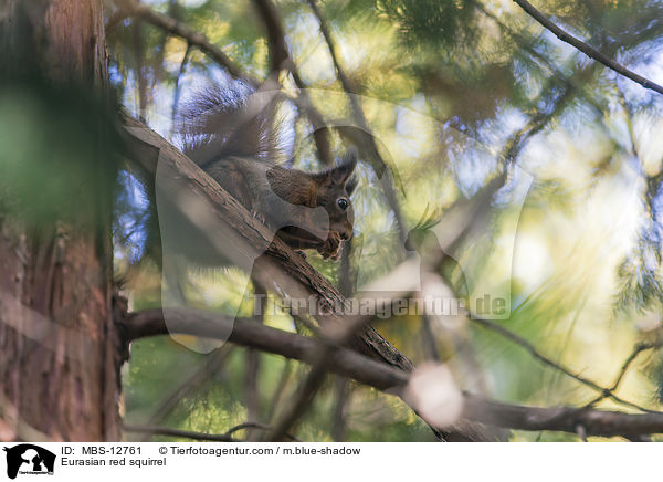 Eurasian red squirrel / MBS-12761