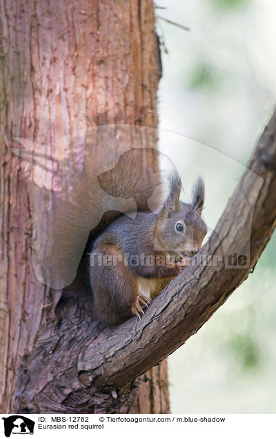 Europisches Eichhrnchen / Eurasian red squirrel / MBS-12762