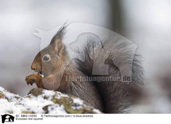 Eurasian red squirrel / MBS-13559