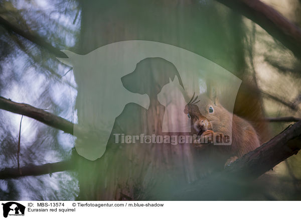 Eurasian red squirrel / MBS-13574