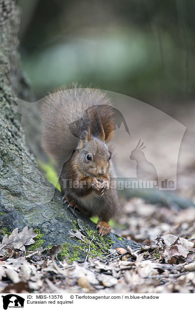 Europisches Eichhrnchen / Eurasian red squirrel / MBS-13576