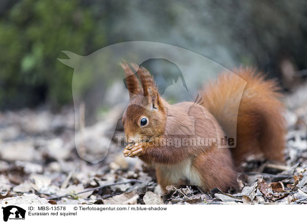 Europisches Eichhrnchen / Eurasian red squirrel / MBS-13578