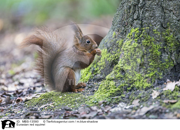 Eurasian red squirrel / MBS-13580