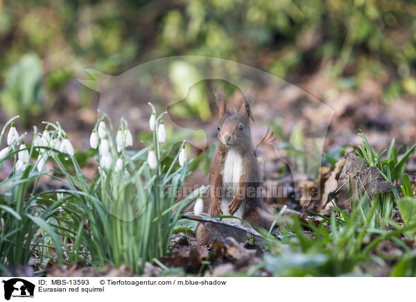 Europisches Eichhrnchen / Eurasian red squirrel / MBS-13593