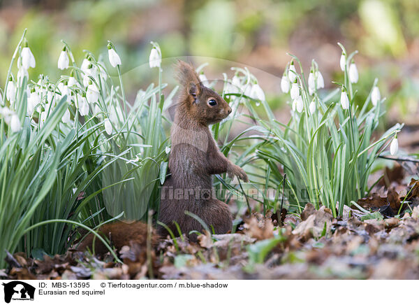 Europisches Eichhrnchen / Eurasian red squirrel / MBS-13595