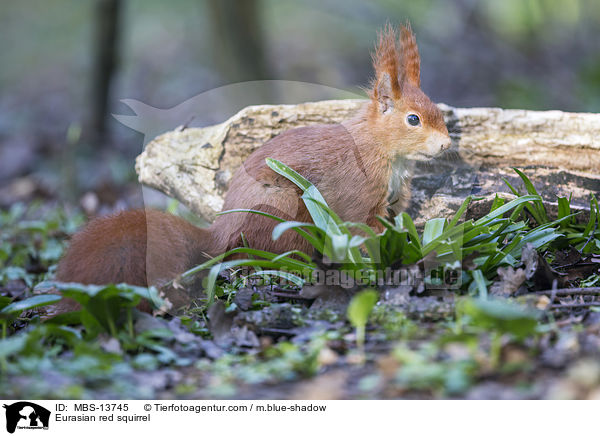 Europisches Eichhrnchen / Eurasian red squirrel / MBS-13745