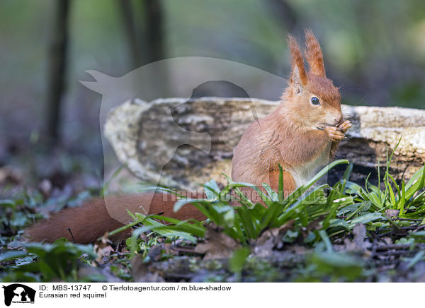 Europisches Eichhrnchen / Eurasian red squirrel / MBS-13747