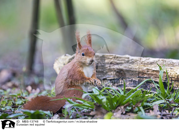 Europisches Eichhrnchen / Eurasian red squirrel / MBS-13748
