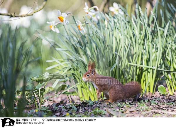 Europisches Eichhrnchen / Eurasian red squirrel / MBS-13751