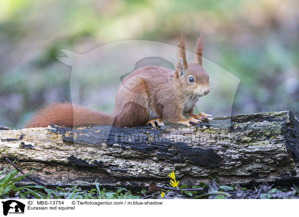 Europisches Eichhrnchen / Eurasian red squirrel / MBS-13754