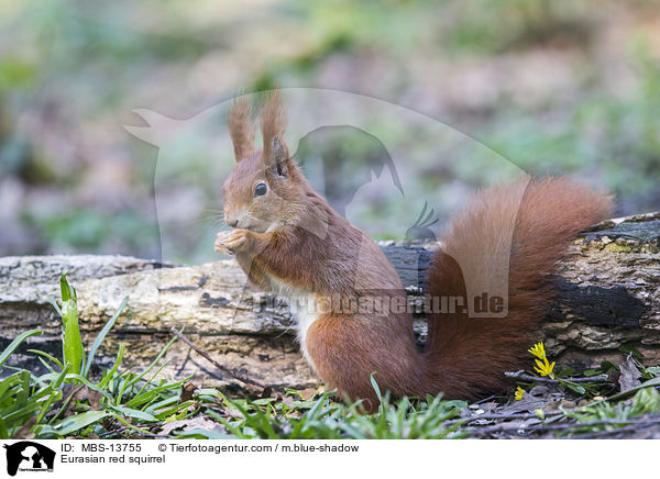 Europisches Eichhrnchen / Eurasian red squirrel / MBS-13755