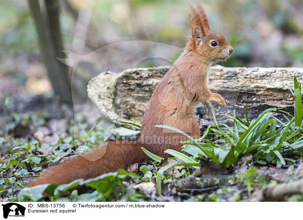 Europisches Eichhrnchen / Eurasian red squirrel / MBS-13756