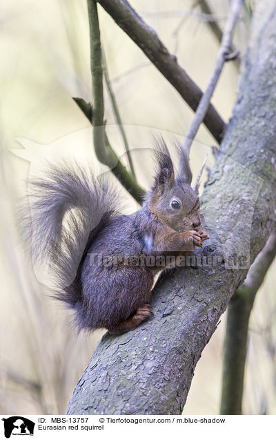Europisches Eichhrnchen / Eurasian red squirrel / MBS-13757