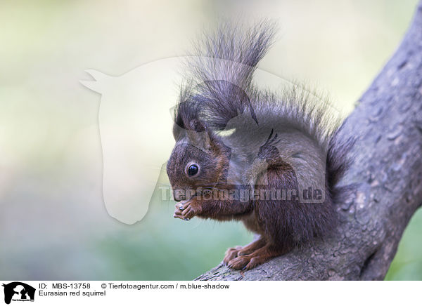 Europisches Eichhrnchen / Eurasian red squirrel / MBS-13758