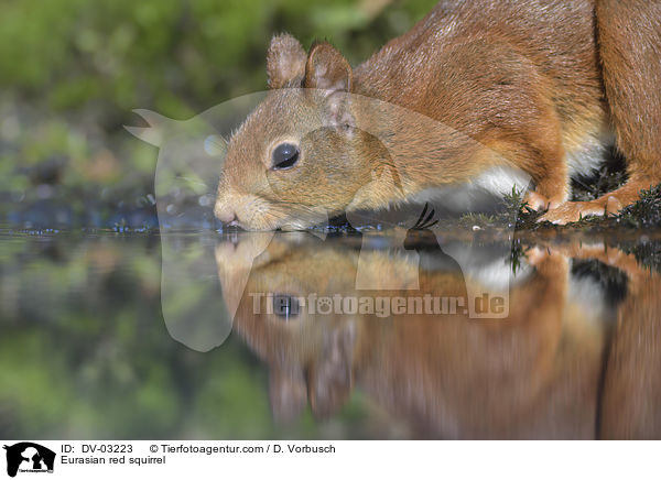 Eurasian red squirrel / DV-03223