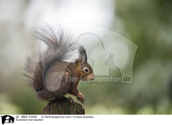 Eurasian red squirrel / MBS-15096