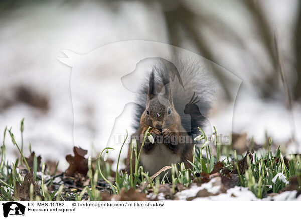 Europisches Eichhrnchen / Eurasian red squirrel / MBS-15182