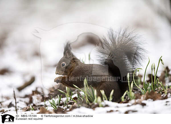 Europisches Eichhrnchen / Eurasian red squirrel / MBS-15184